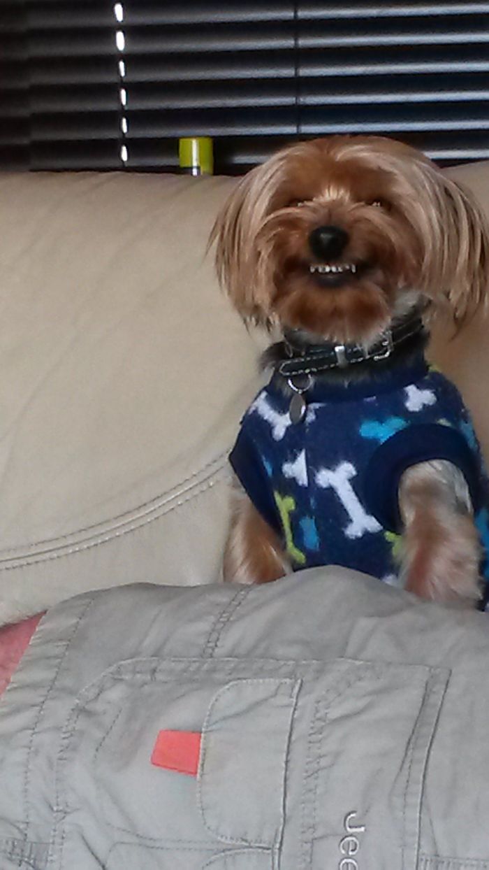 Post The Happiest Dogs Who Show The Best Smiles (346 Pics)