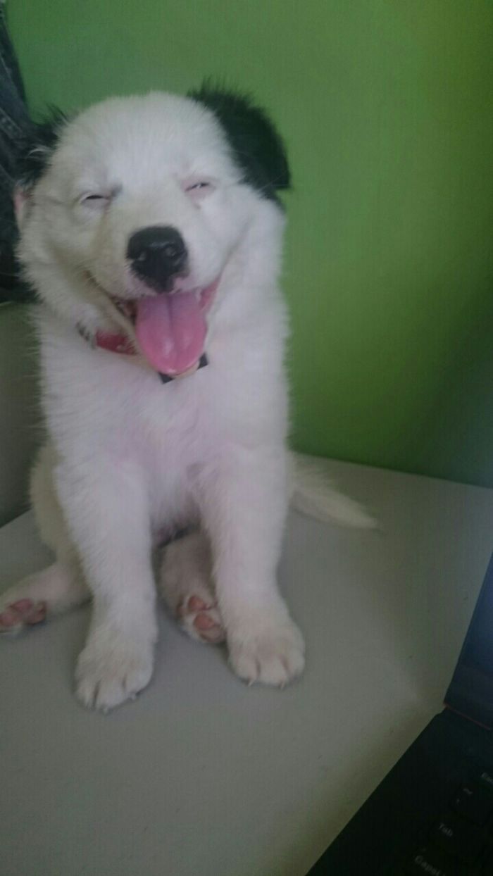 Post The Happiest Dogs Who Show The Best Smiles (346 Pics)