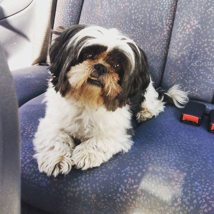 Post The Happiest Dogs Who Show The Best Smiles (346 Pics)