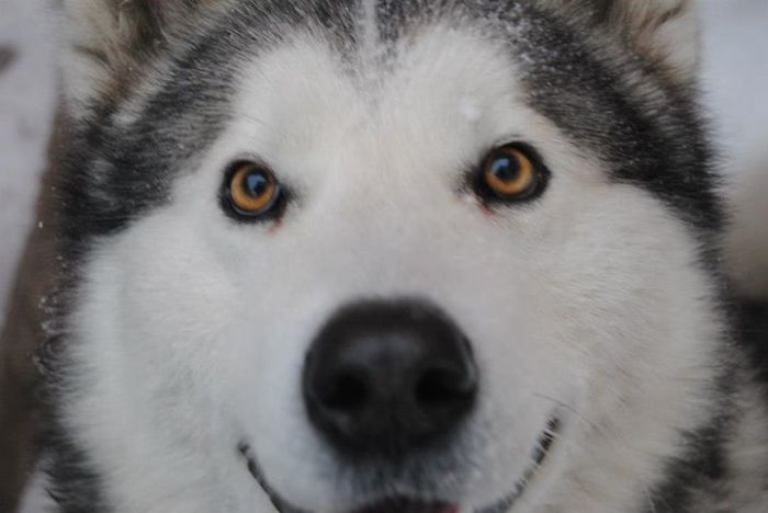 Post The Happiest Dogs Who Show The Best Smiles (346 Pics)