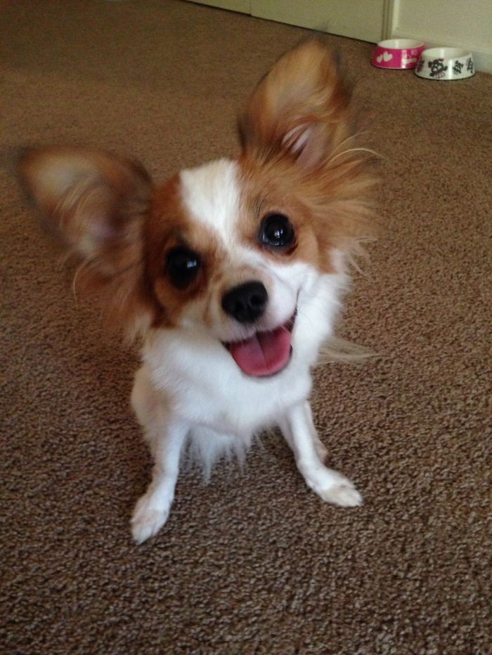 Post The Happiest Dogs Who Show The Best Smiles (346 Pics)