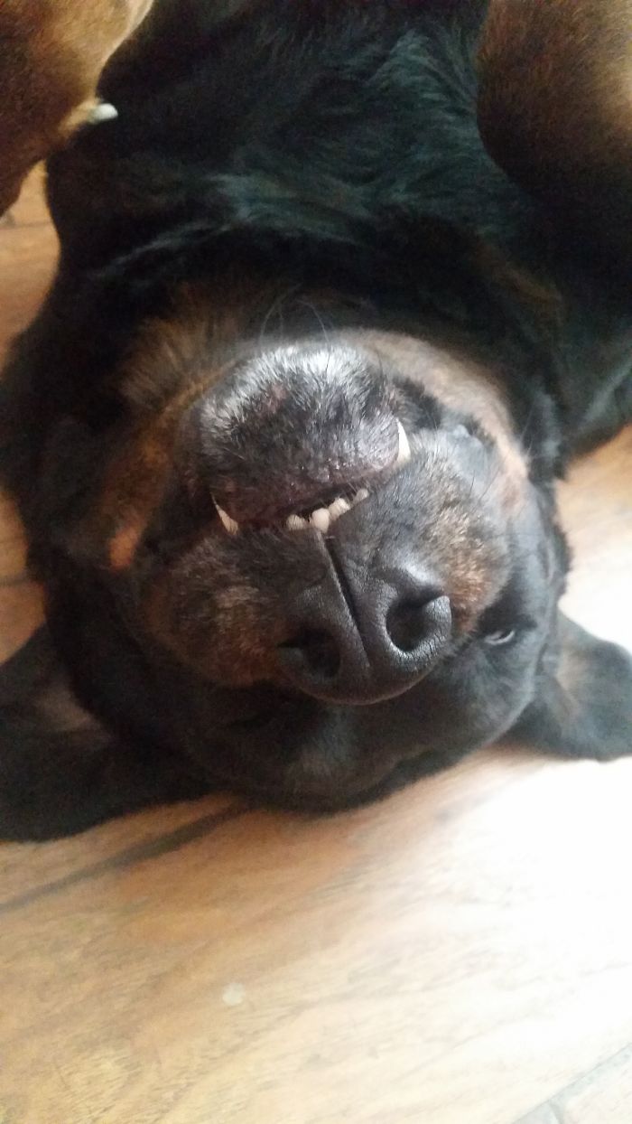 Post The Happiest Dogs Who Show The Best Smiles (346 Pics)