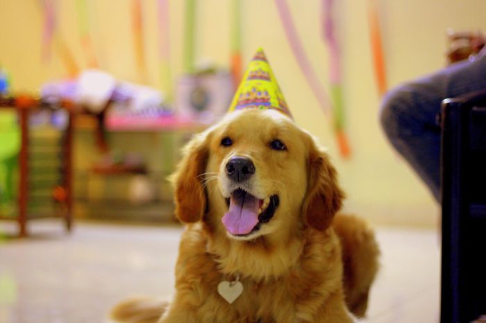 Post The Happiest Dogs Who Show The Best Smiles (346 Pics)