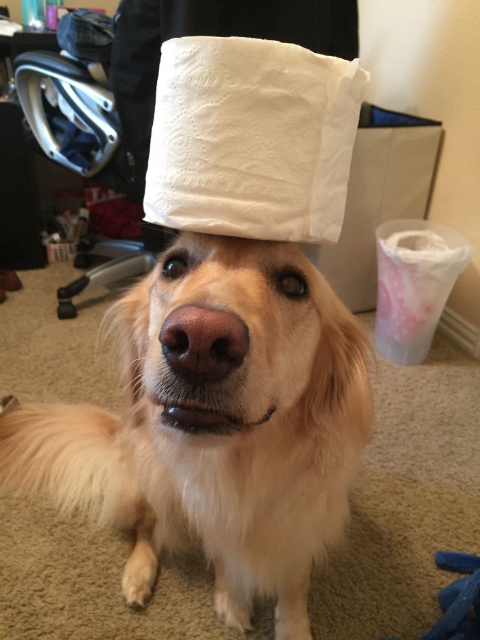 Post The Happiest Dogs Who Show The Best Smiles (346 Pics)