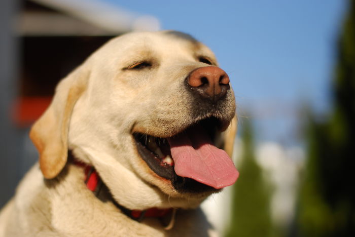 Post The Happiest Dogs Who Show The Best Smiles (346 Pics)