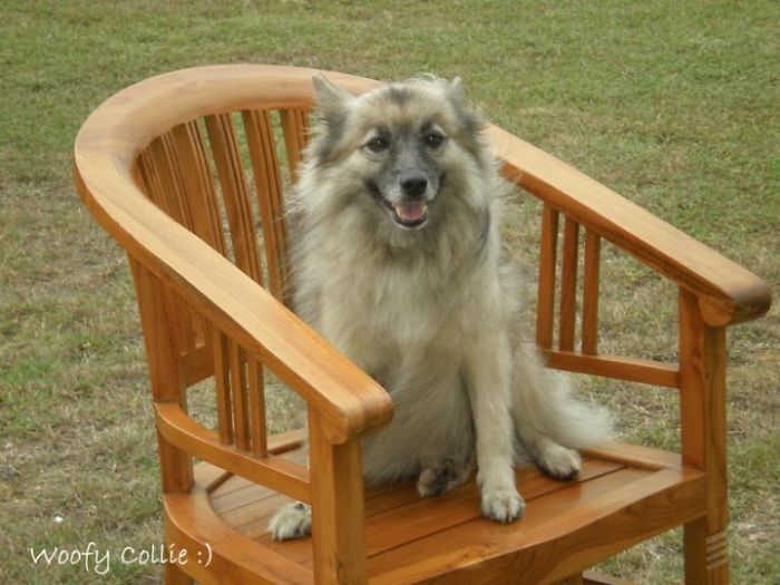 Post The Happiest Dogs Who Show The Best Smiles (346 Pics)