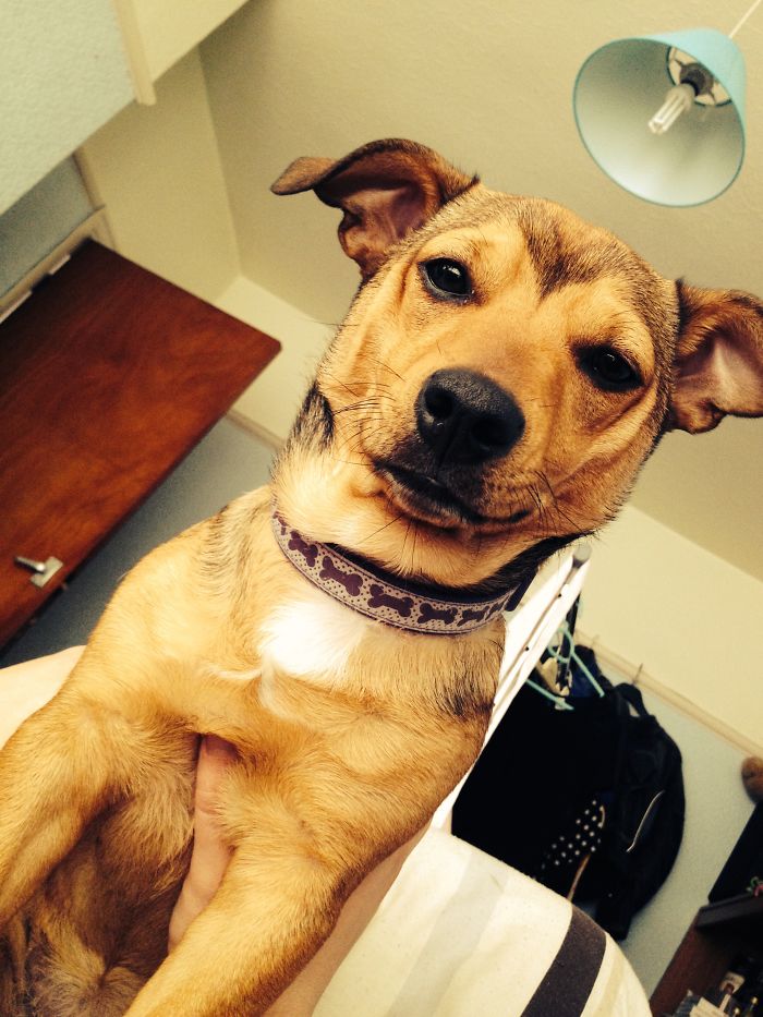 Post The Happiest Dogs Who Show The Best Smiles (346 Pics)