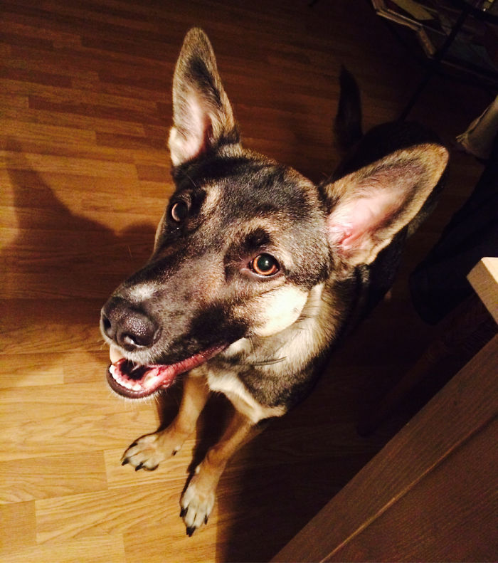 Post The Happiest Dogs Who Show The Best Smiles (346 Pics)