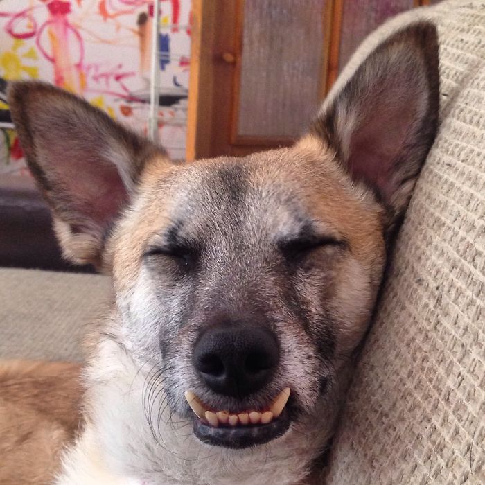 Post The Happiest Dogs Who Show The Best Smiles (346 Pics)
