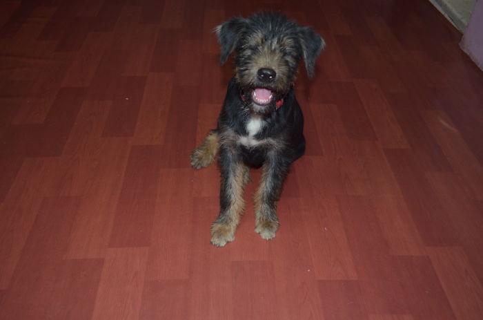 Post The Happiest Dogs Who Show The Best Smiles (346 Pics)