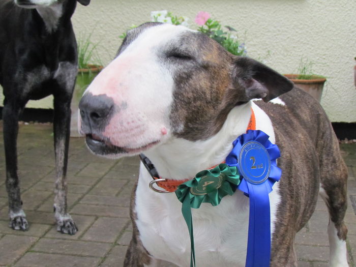 Post The Happiest Dogs Who Show The Best Smiles (346 Pics)