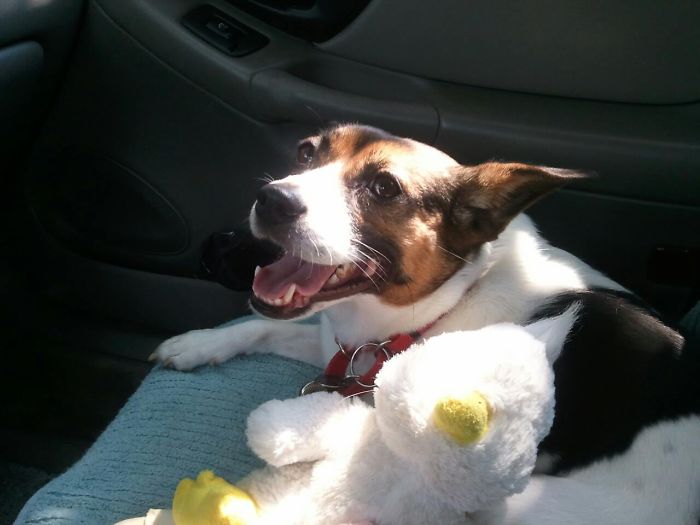 Post The Happiest Dogs Who Show The Best Smiles (346 Pics)