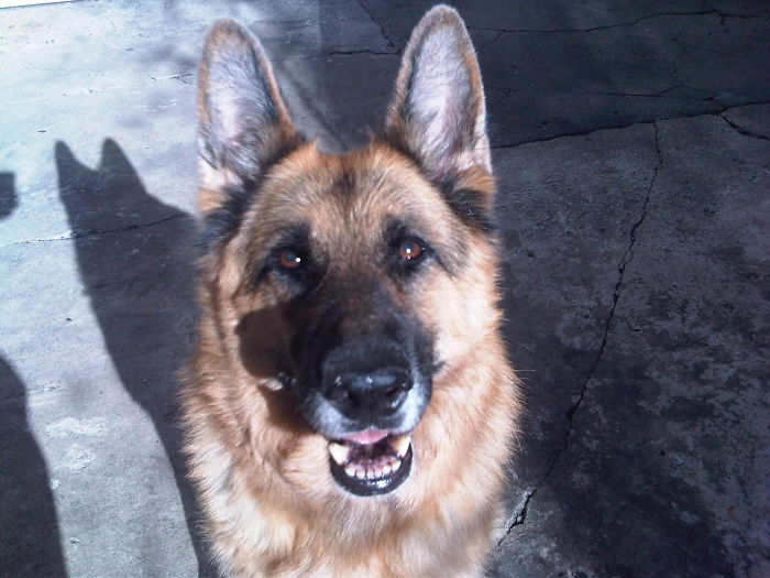 Post The Happiest Dogs Who Show The Best Smiles (346 Pics)