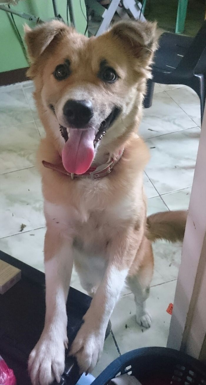 Post The Happiest Dogs Who Show The Best Smiles (346 Pics)