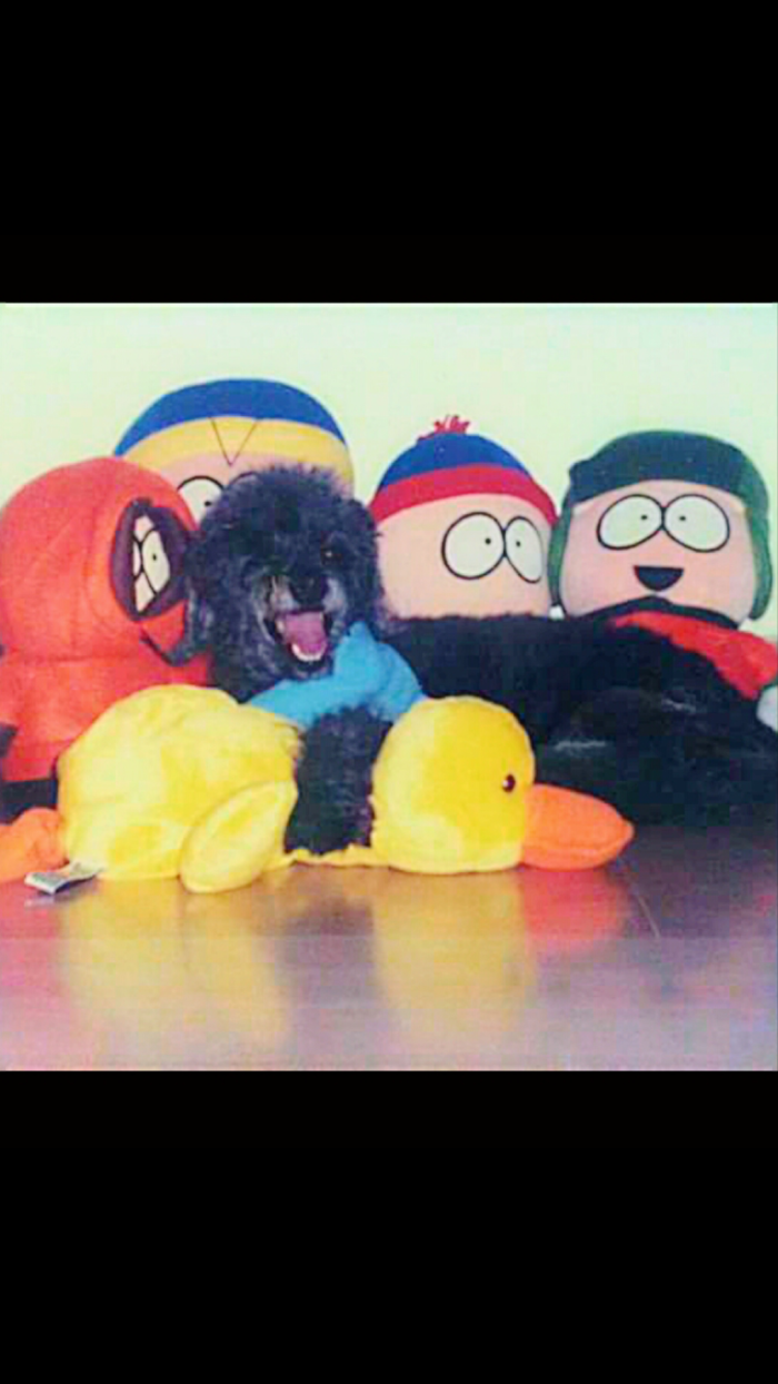 Post The Happiest Dogs Who Show The Best Smiles (346 Pics)