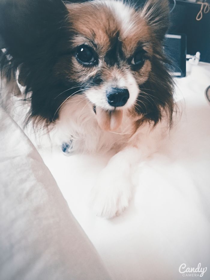 Post The Happiest Dogs Who Show The Best Smiles (346 Pics)