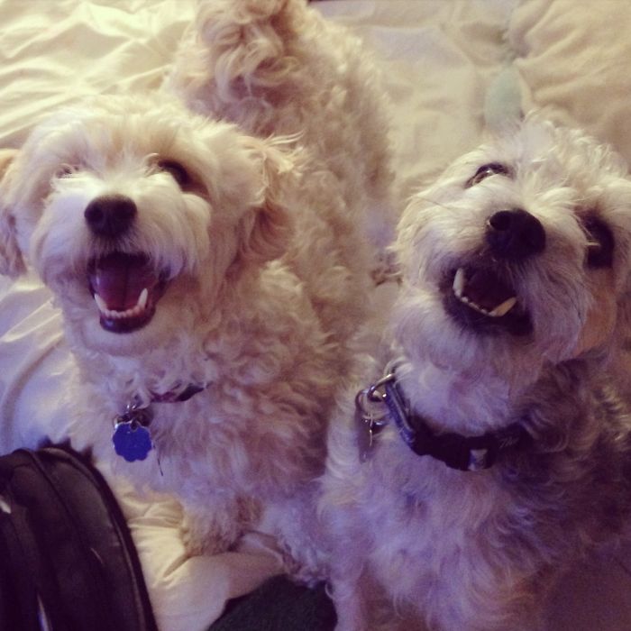 Post The Happiest Dogs Who Show The Best Smiles (346 Pics)
