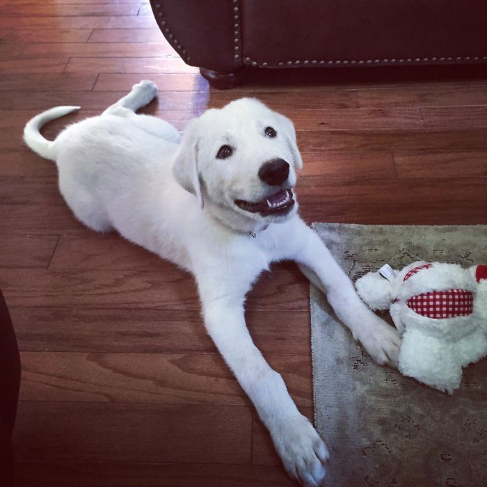 Post The Happiest Dogs Who Show The Best Smiles (346 Pics)
