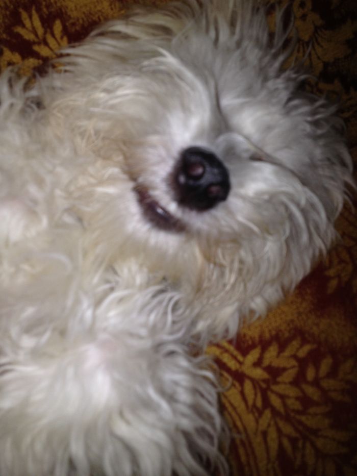 Post The Happiest Dogs Who Show The Best Smiles (346 Pics)