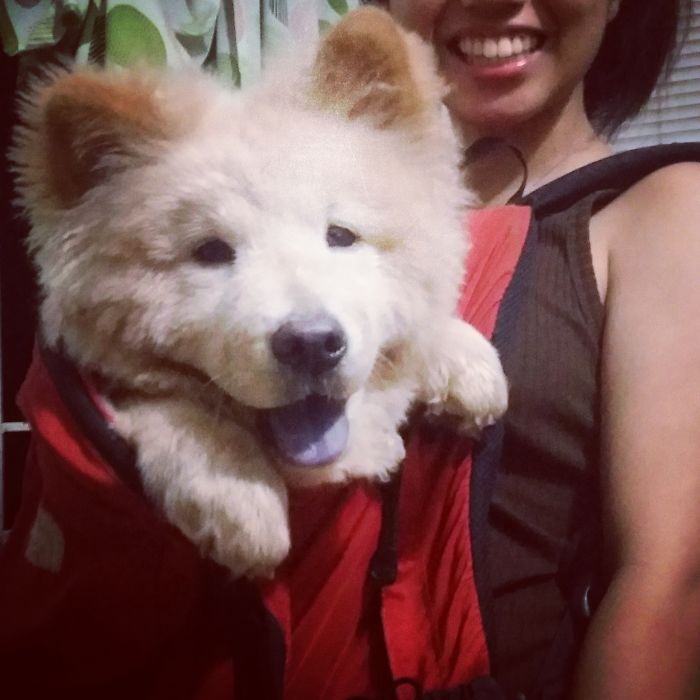 Post The Happiest Dogs Who Show The Best Smiles (346 Pics)