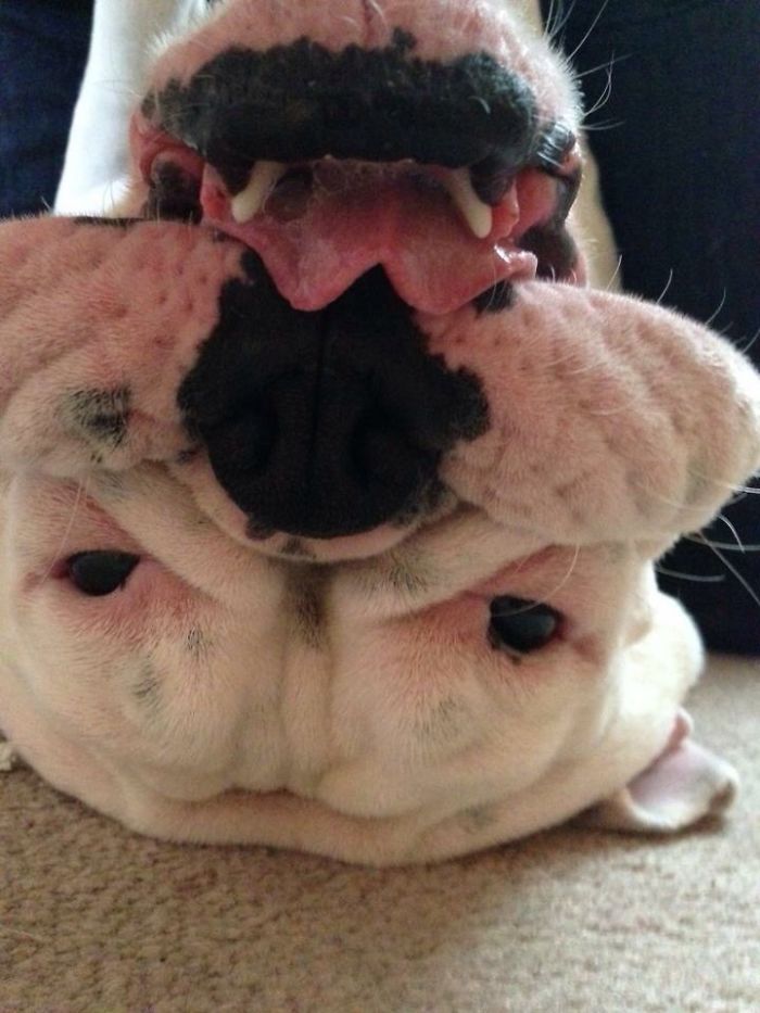 Post The Happiest Dogs Who Show The Best Smiles (346 Pics)