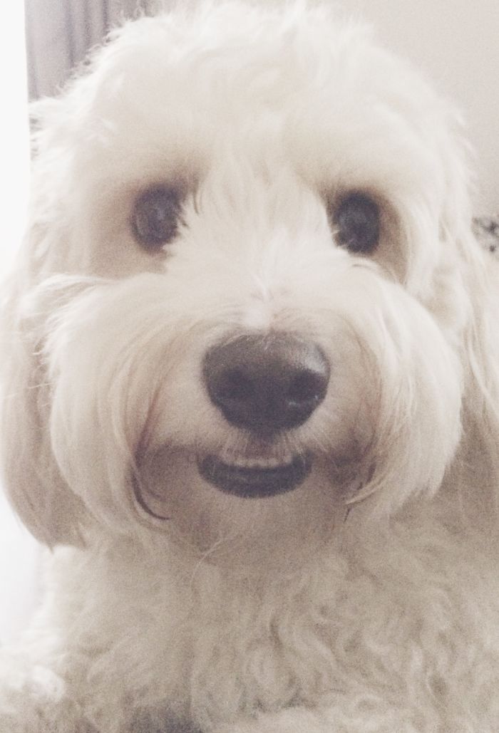 Post The Happiest Dogs Who Show The Best Smiles (346 Pics)