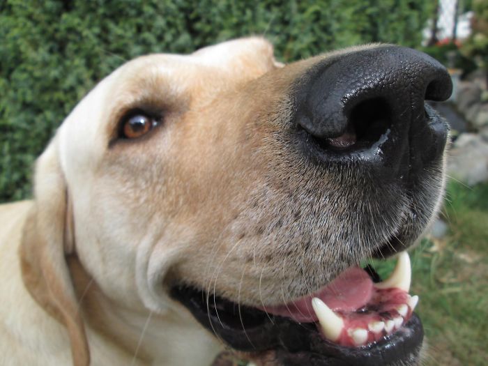 Post The Happiest Dogs Who Show The Best Smiles (346 Pics)