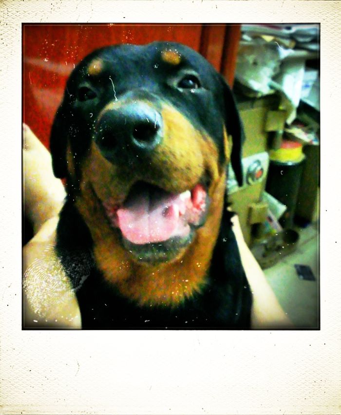 Post The Happiest Dogs Who Show The Best Smiles (346 Pics)