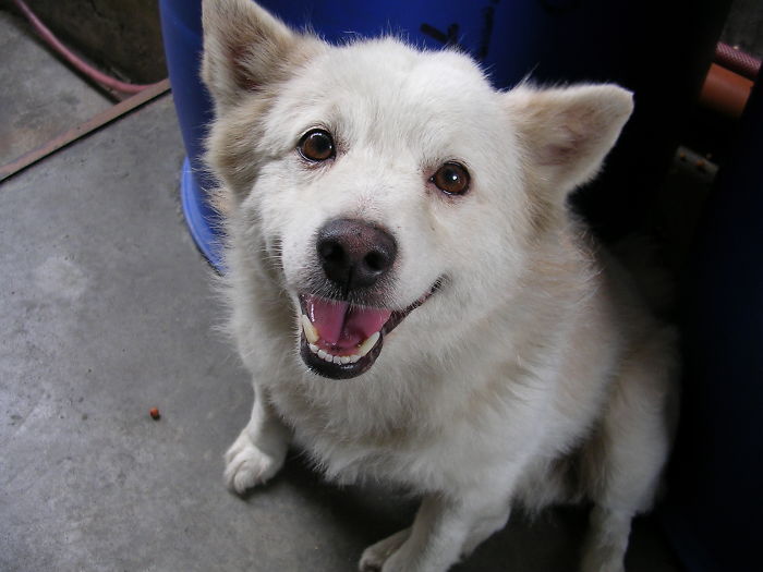 Post The Happiest Dogs Who Show The Best Smiles (346 Pics)