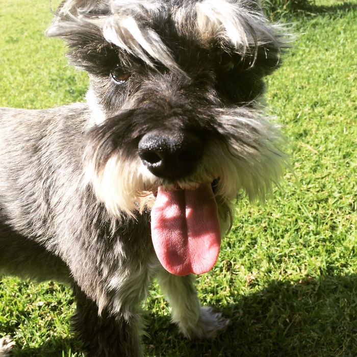 Post The Happiest Dogs Who Show The Best Smiles (346 Pics)