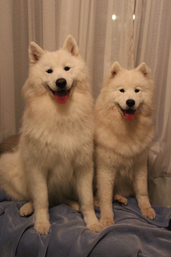 Post The Happiest Dogs Who Show The Best Smiles (346 Pics)