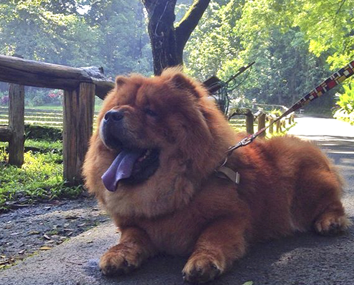 Post The Happiest Dogs Who Show The Best Smiles (346 Pics)