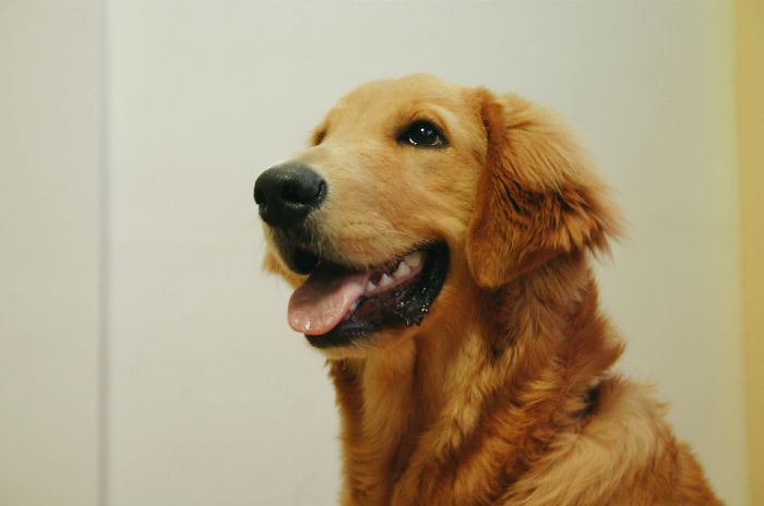 Post The Happiest Dogs Who Show The Best Smiles (346 Pics)