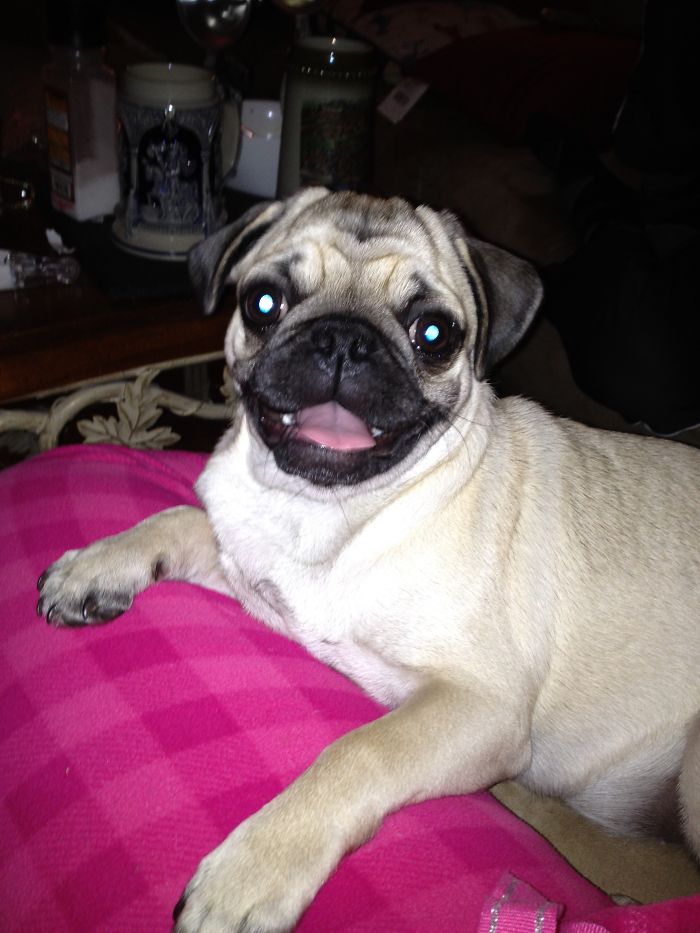 Post The Happiest Dogs Who Show The Best Smiles (346 Pics)