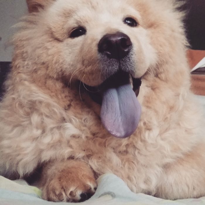 Post The Happiest Dogs Who Show The Best Smiles (346 Pics)