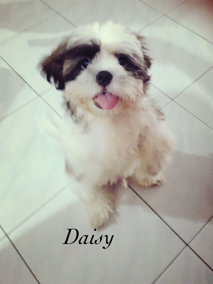 Post The Happiest Dogs Who Show The Best Smiles (346 Pics)