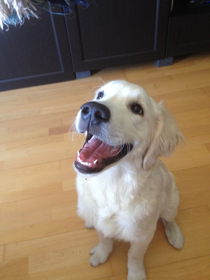 Post The Happiest Dogs Who Show The Best Smiles (346 Pics)