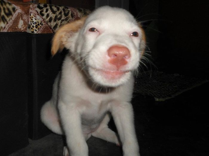 Post The Happiest Dogs Who Show The Best Smiles (346 Pics)