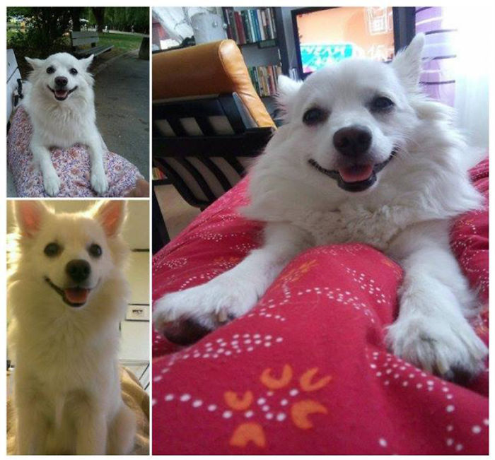 Post The Happiest Dogs Who Show The Best Smiles (346 Pics)