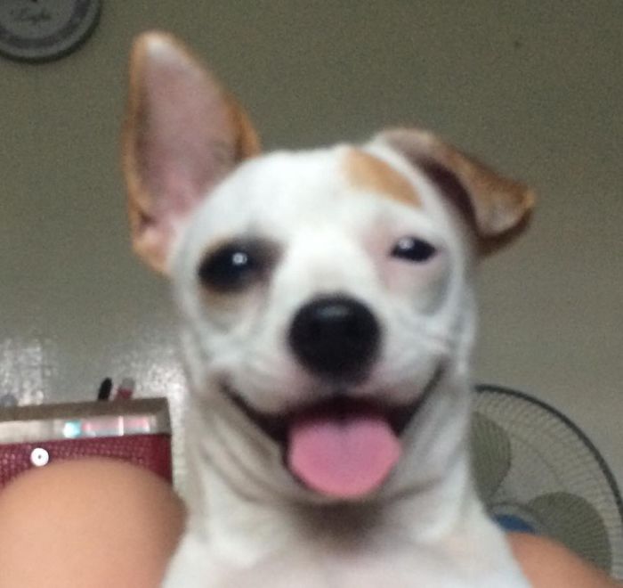 Post The Happiest Dogs Who Show The Best Smiles (346 Pics)