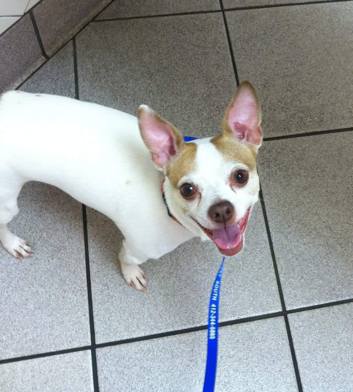 Post The Happiest Dogs Who Show The Best Smiles (346 Pics)