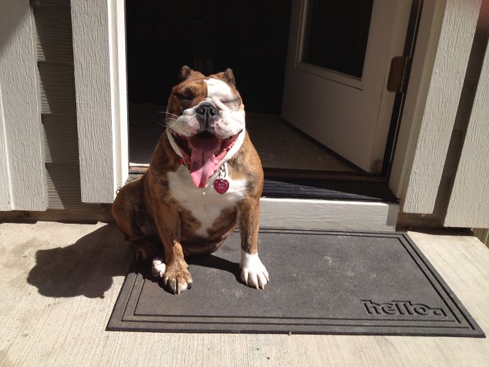 Post The Happiest Dogs Who Show The Best Smiles (346 Pics)