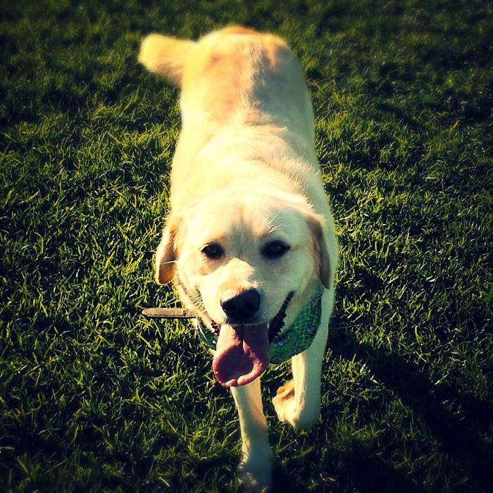 Post The Happiest Dogs Who Show The Best Smiles (346 Pics)