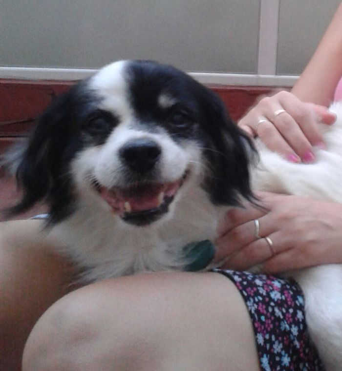 Post The Happiest Dogs Who Show The Best Smiles (346 Pics)