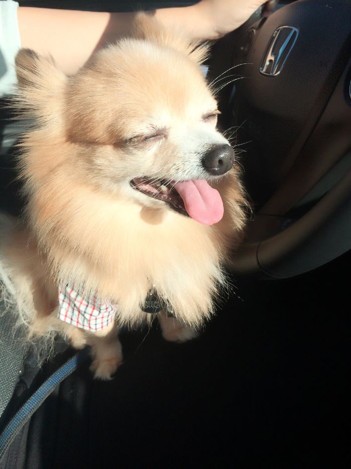 Post The Happiest Dogs Who Show The Best Smiles (346 Pics)