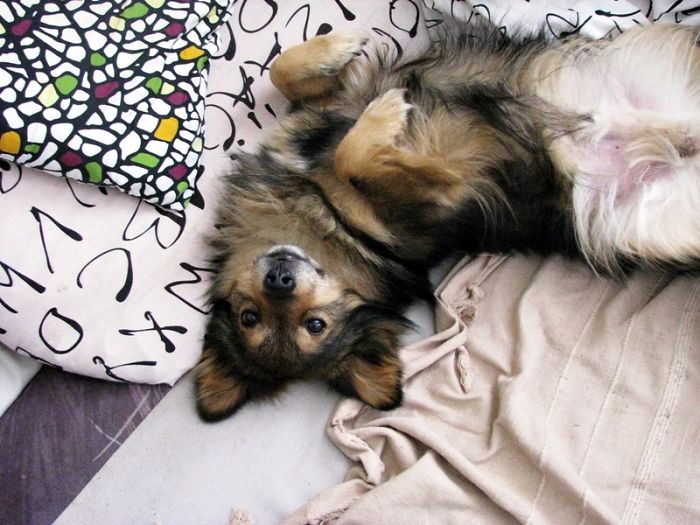 Post The Happiest Dogs Who Show The Best Smiles (346 Pics)