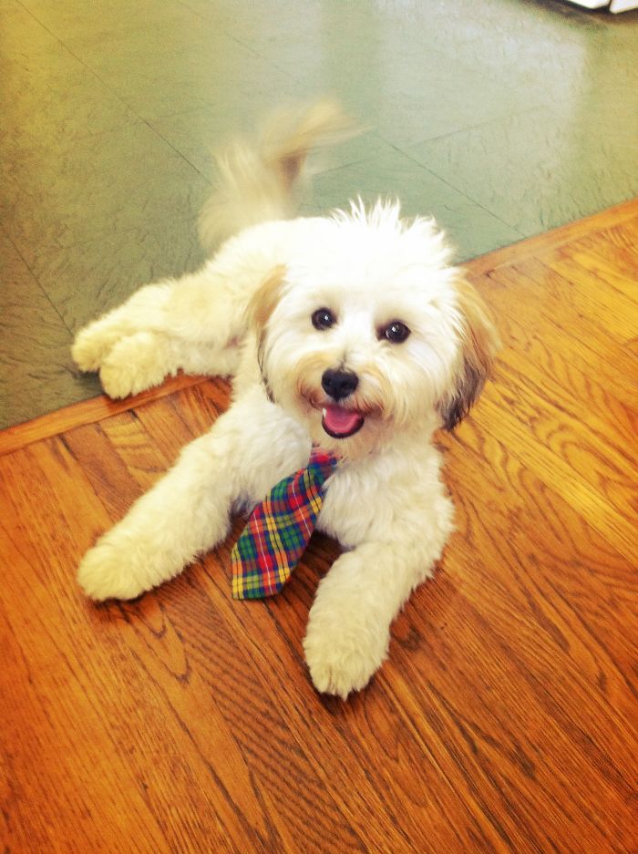 Post The Happiest Dogs Who Show The Best Smiles (346 Pics)