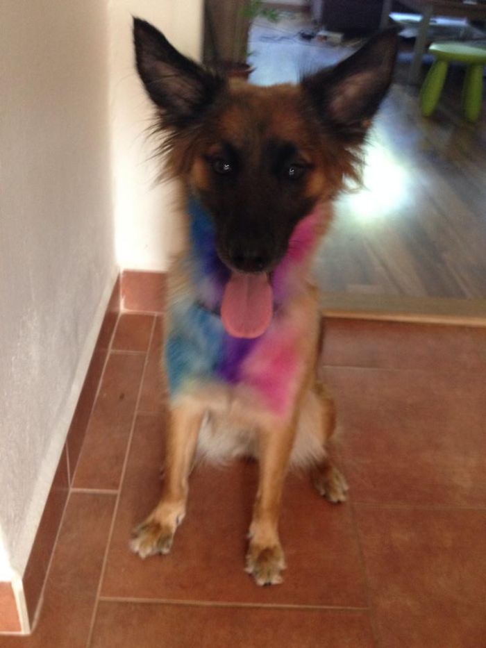 Post The Happiest Dogs Who Show The Best Smiles (346 Pics)