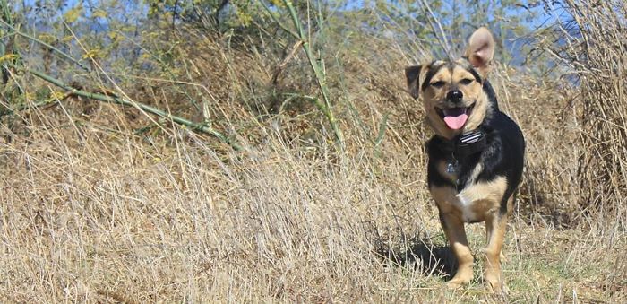 Post The Happiest Dogs Who Show The Best Smiles (346 Pics)