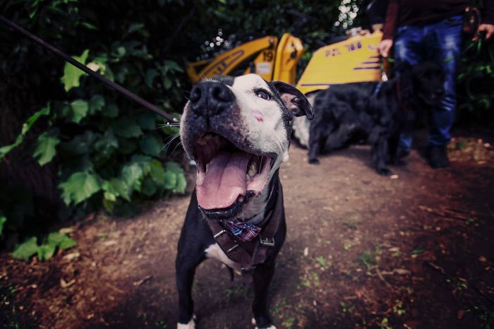 Post The Happiest Dogs Who Show The Best Smiles (346 Pics)